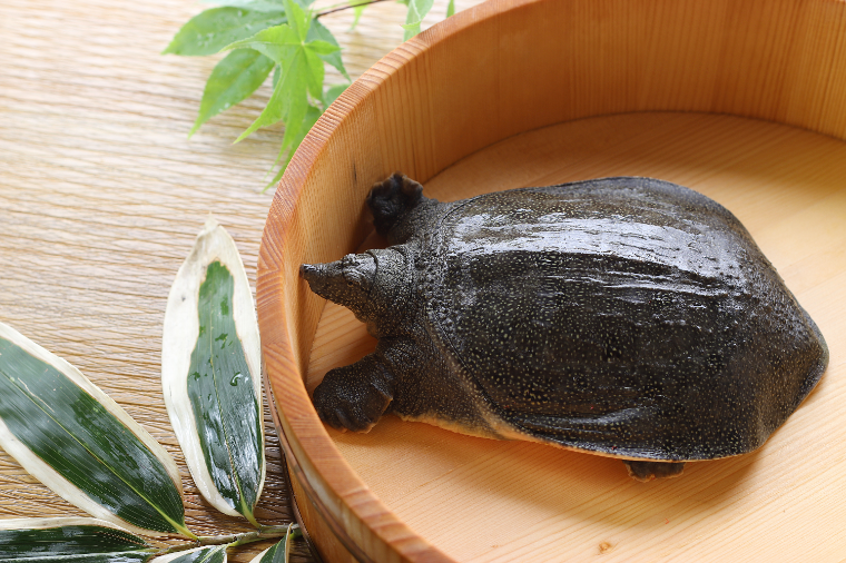 soft-shelled-turtle