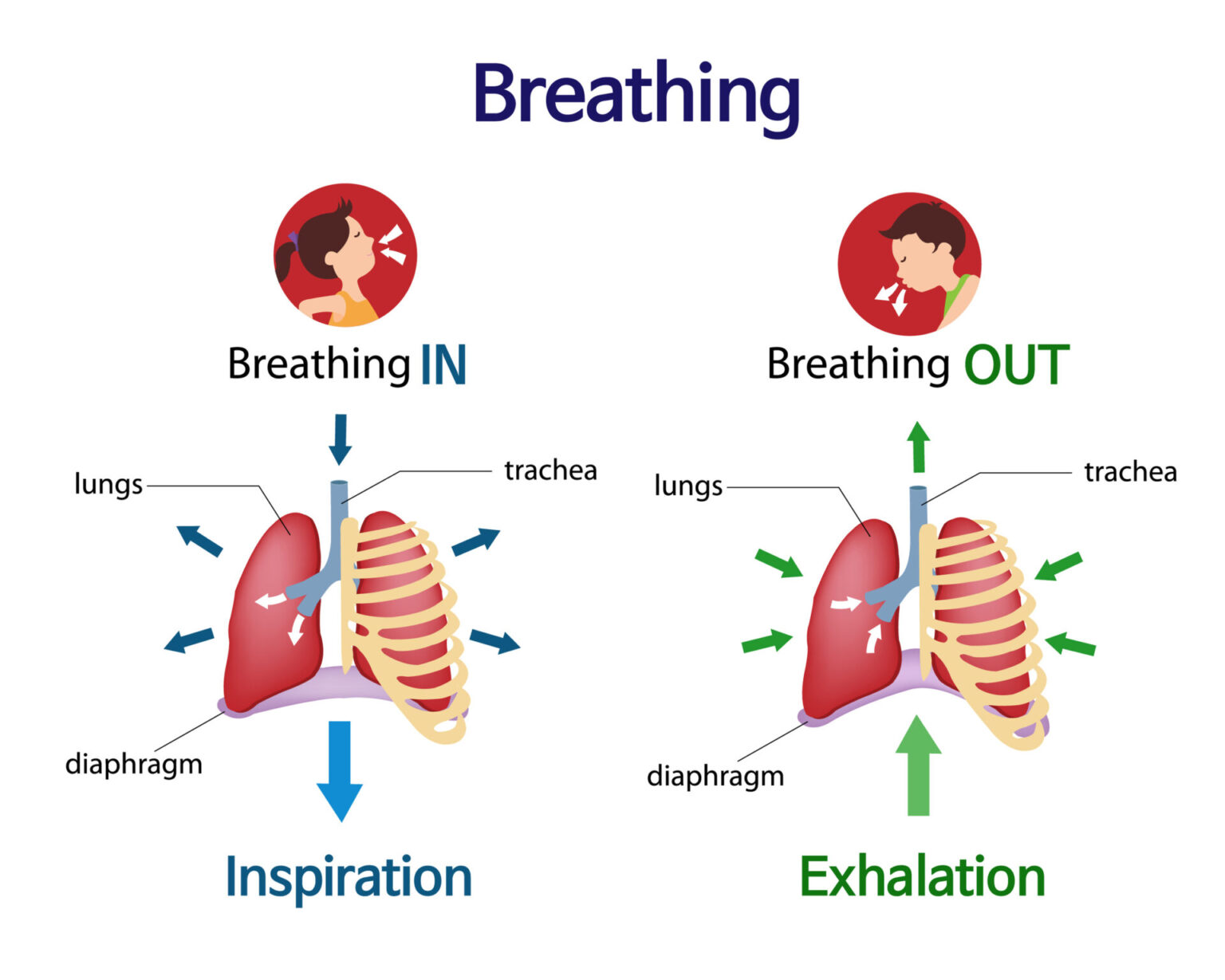 Pictures That Show What Happens To The Lungs When You Breath Inhale And Exhale 株式会社なにわサプリ