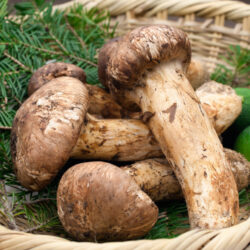 Matsutake mushroom